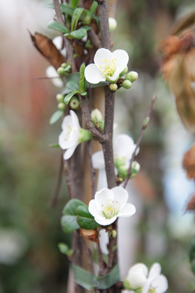 CHSNIVAL_20150324150833_medium.jpeg