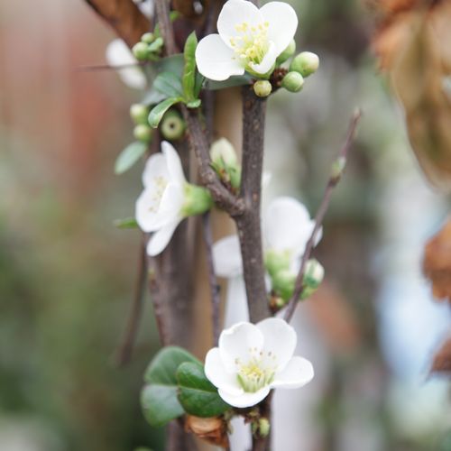 CHSNIVAL_20150324150833_thumbnail.jpeg