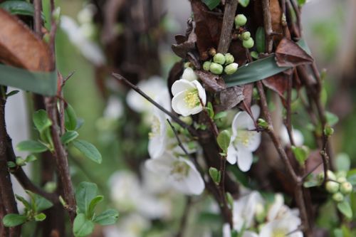 CHSNIVAL_20150324150828_small.jpeg