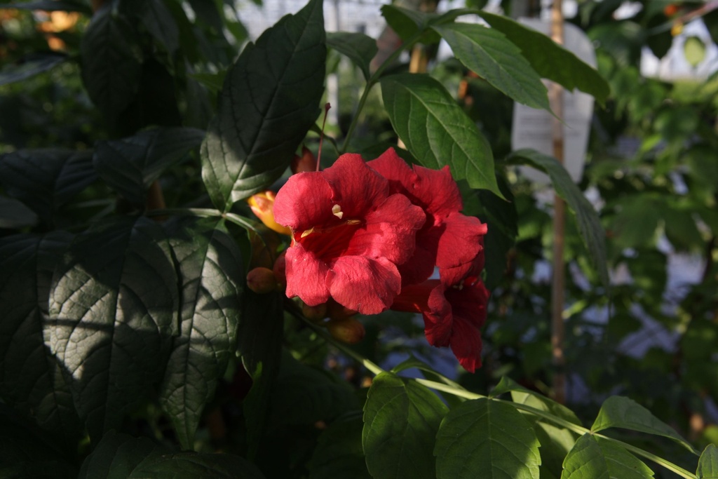 CARSTROM_20140723090516_xlarge.jpeg