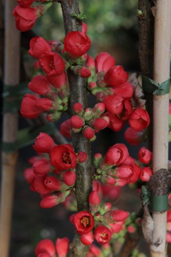 CHSHOLLA_20140224114242_small.jpeg