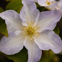 CLYUKIKO_20200716151452_thumbnail.jpeg