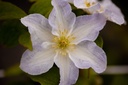 CLYUKIKO_20200716151452_large.jpeg