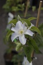 CLYUKIKO_20190703151942_small.jpeg