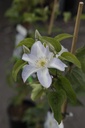 CLYUKIKO_20190703151942_large.jpeg