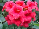 CARSTROM_20090706152121_xlarge.jpeg