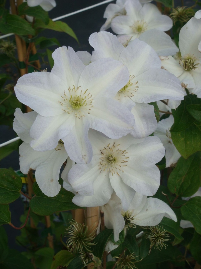 CLYUKIKO_20090915133912_large.jpeg