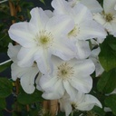CLYUKIKO_20090915133912_thumbnail.jpeg