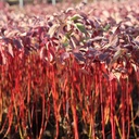 COABROUG_20121031095718_thumbnail.jpeg