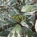 COASVARI_20130926162113_thumbnail.jpeg