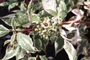 COASVARI_20130926162058_small.jpeg