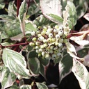 COASVARI_20130926162058_thumbnail.jpeg