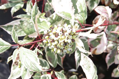 COASVARI_20130926162051_small.jpeg