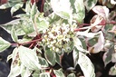 COASVARI_20130926162051_small.jpeg