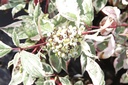 COASVARI_20130926162051_xlarge.jpeg
