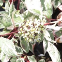 COASVARI_20130926162051_thumbnail.jpeg