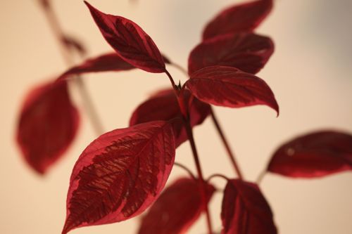 COASVARI_20101027142552_small.jpeg