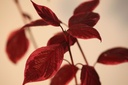 COASVARI_20101027142552_large.jpeg