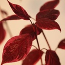 COASVARI_20101027142552_thumbnail.jpeg