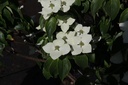 COKSCHME_20140606102945_medium.jpeg