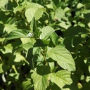 COSFLAVI_20160824144455_thumbnail.jpeg