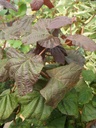 COARMAJE_20090824143930_medium.jpeg