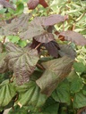 COARMAJE_20090824143930_large.jpeg