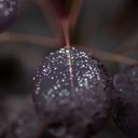 COCRPURP_20200908104232_thumbnail.jpeg