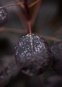 COCRPURP_20200908104232_medium.jpeg
