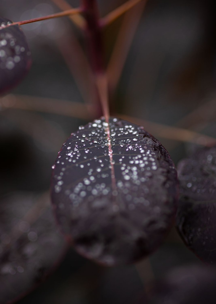 COCRPURP_20200908104232_large.jpeg