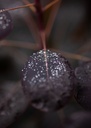 COCRPURP_20200908104232_xlarge.jpeg