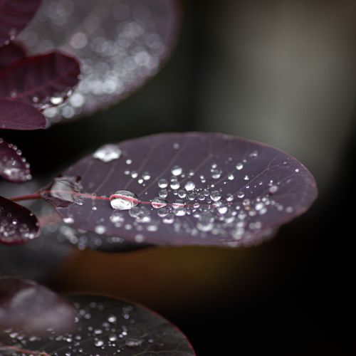 COCRPURP_20200908104203_thumbnail.jpeg