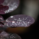 COCRPURP_20200908104203_thumbnail.jpeg
