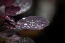 COCRPURP_20200908104203_medium.jpeg