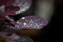 COCRPURP_20200908104203_xlarge.jpeg