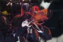 COCRPURP_20160825094032_small.jpeg