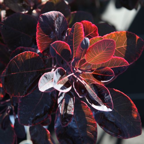 COCRPURP_20160825094032_thumbnail.jpeg