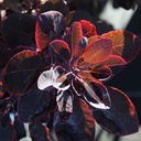 COCRPURP_20160825094032_thumbnail.jpeg