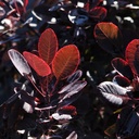 COCRPURP_20160825094023_thumbnail.jpeg