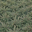 COALGEM_20130912142007_thumbnail.jpeg