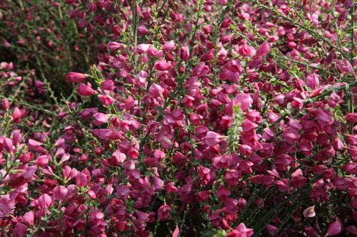 CYBRUBY_20150521111827_small.jpeg