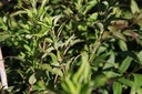 DEGRACIL_20160823135008_small.jpeg