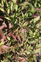 DEGNIKKO_20160824134653_small.jpeg
