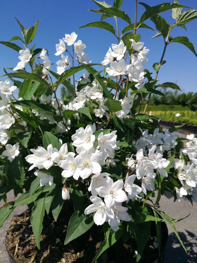 DEPKALMI_20180507150222_xlarge.jpeg