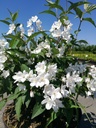 DEPKALMI_20180507150222_xlarge.jpeg