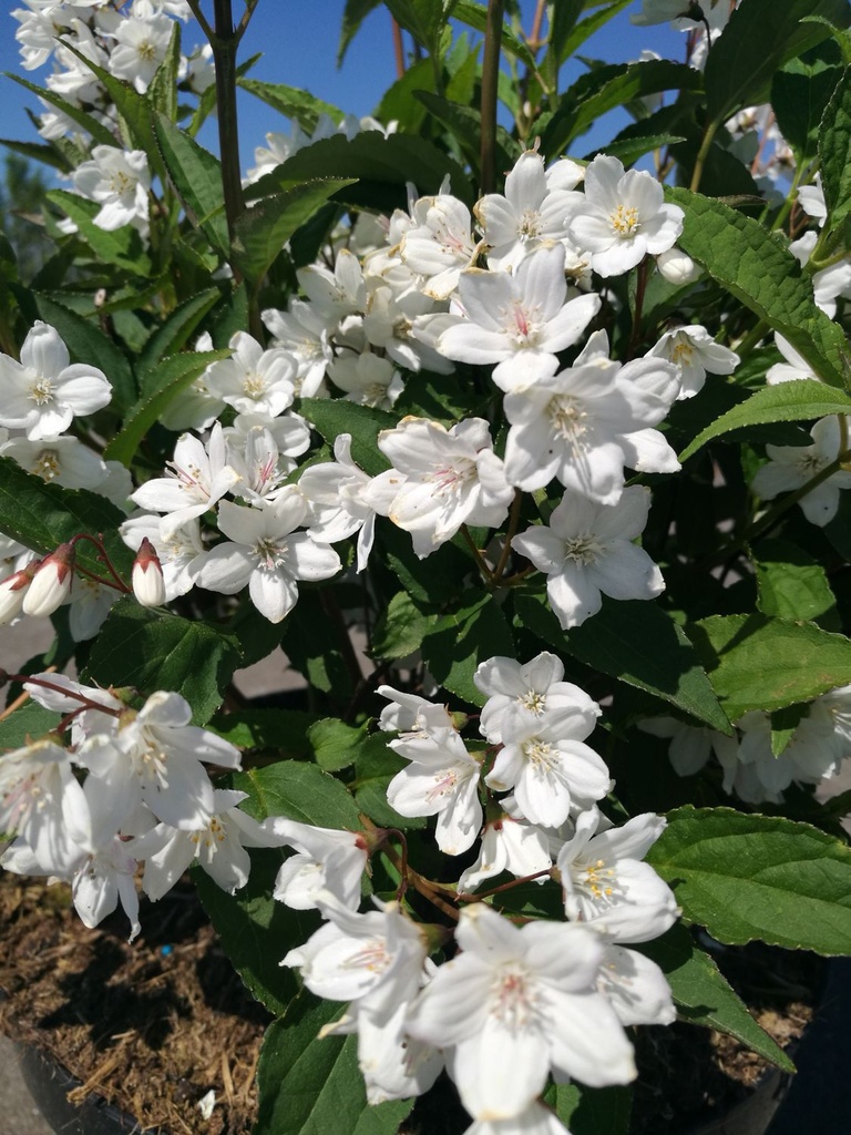 DEPKALMI_20180507150215_large.jpeg