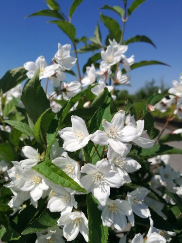 DEPKALMI_20180507150205_small.jpeg