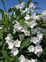 DEPKALMI_20180507150200_xlarge.jpeg