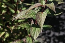 DEPKALMI_20160824132516_small.jpeg