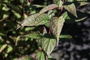DEPKALMI_20160824132516_large.jpeg